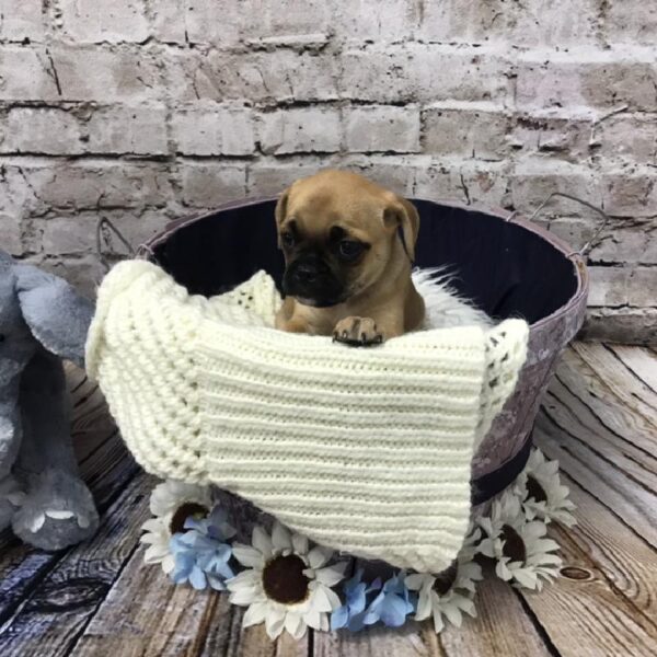 Puggle-DOG-Female-Fawn-5955-Petland Robinson, Pittsburgh, PA