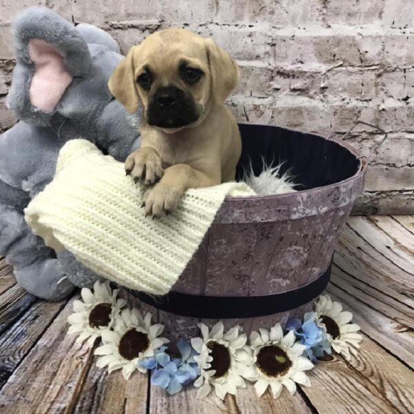 Puggle-DOG-Male-Fawn-5954-Petland Robinson, Pittsburgh, PA