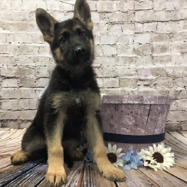 German Shepherd-DOG-Female-Black / Tan-5952-Petland Robinson, Pittsburgh, PA