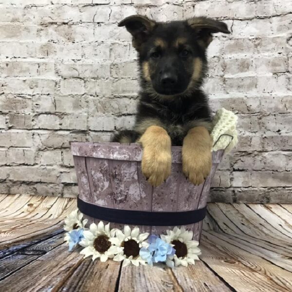 German Shepherd DOG Male Black / Tan 5951 Petland Robinson, PA