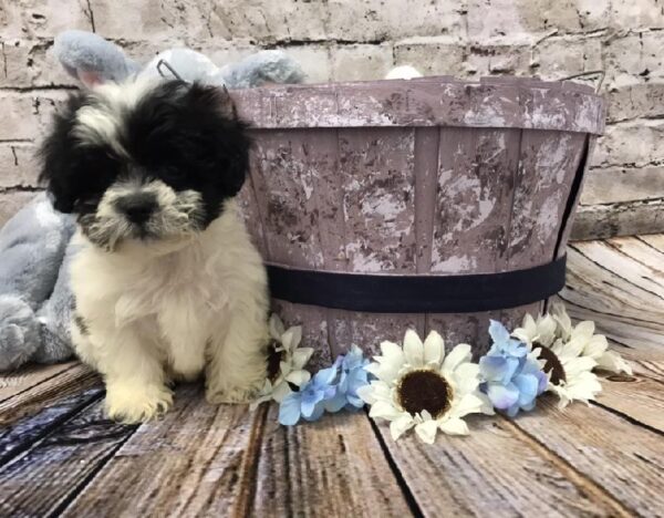 Teddy Bear DOG Male Black / White 5947 Petland Robinson, PA