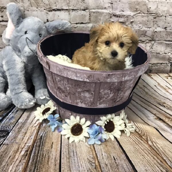 Yorkie-Poo DOG Male Gold 5948 Petland Robinson, PA