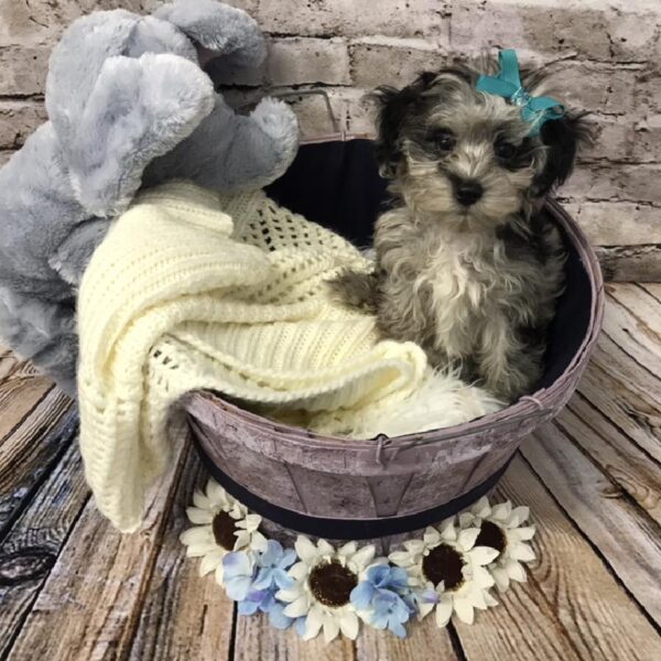 Maltipoo-DOG-Female-Blue Merle-5953-Petland Robinson, Pittsburgh, PA