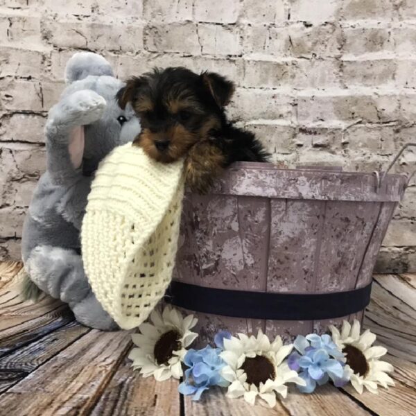 Yorkie DOG Male Black / Tan 5949 Petland Robinson, PA