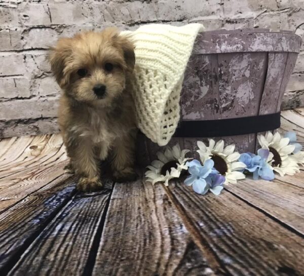 Morkie-DOG-Male-Gold-5946-Petland Robinson, Pittsburgh, PA