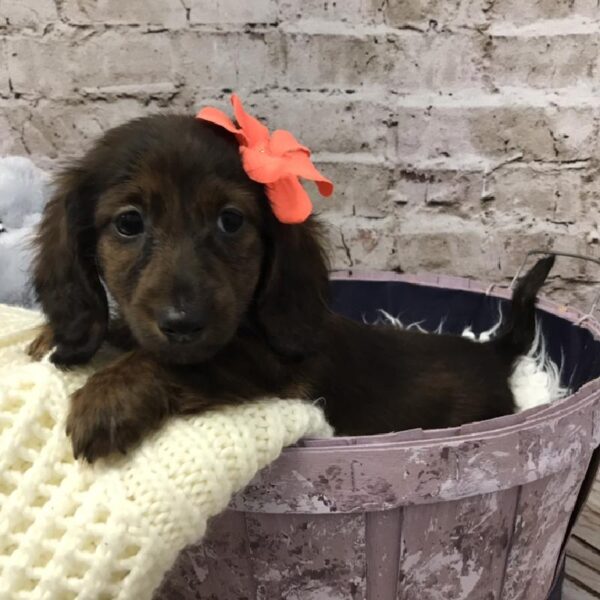 Dachshund DOG Female Wild boar 5958 Petland Robinson, PA