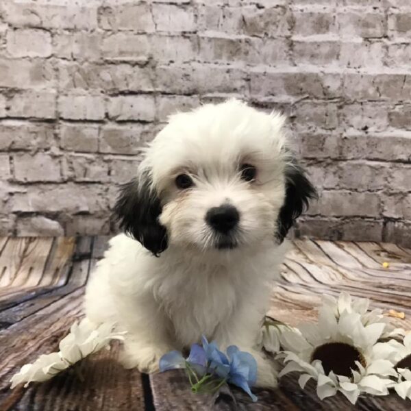 Teddy Bear-DOG-Female-Gold and White-5961-Petland Robinson, Pittsburgh, PA