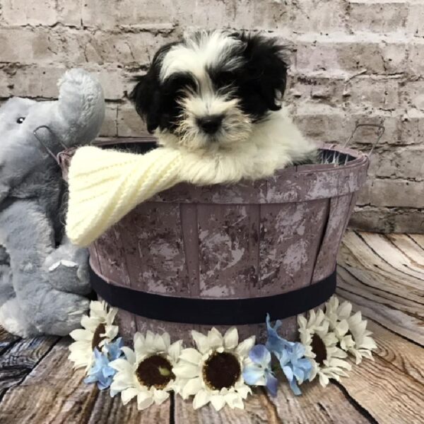 Teddy Bear DOG Male Black and White 5962 Petland Robinson, PA