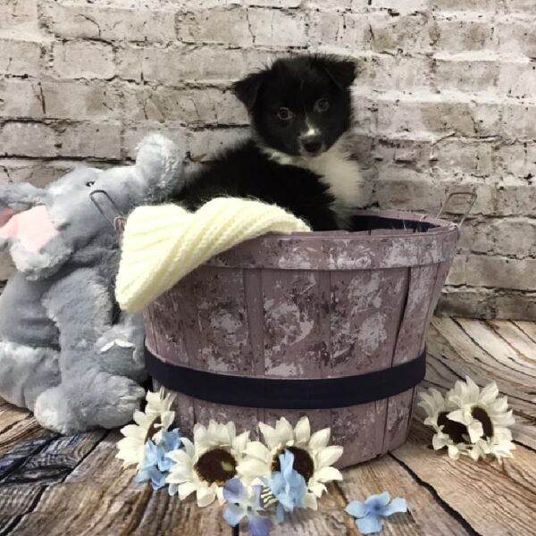 Australian Shepherd DOG Female Black and White 5963 Petland Robinson, PA