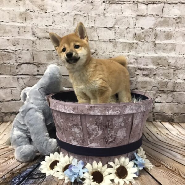 Shiba Inu DOG Female Red 5959 Petland Robinson, PA