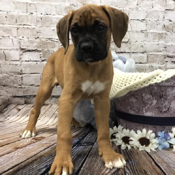 Boxer DOG Female Fawn 5960 Petland Robinson, PA