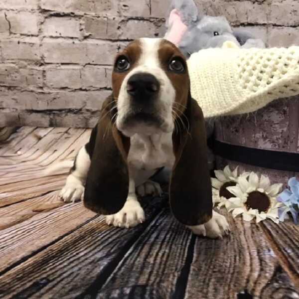 Basset Hound-DOG-Male-Black Tan and White-5964-Petland Robinson, Pittsburgh, PA