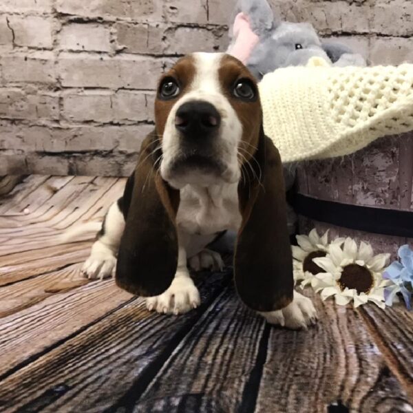 Basset Hound-DOG-Male-Black Tan and White-5964-Petland Robinson, PA