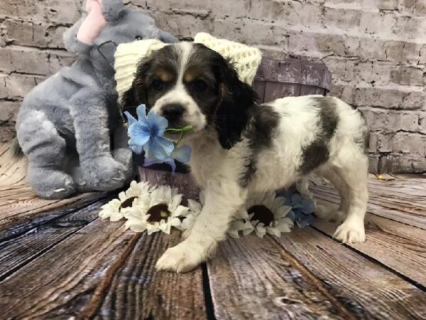 Cocker Spaniel DOG Female Black / Tan 5983 Petland Robinson, PA