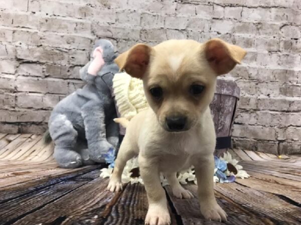 Chihuahua-DOG-Male-Cream-5982-Petland Robinson, Pittsburgh, PA