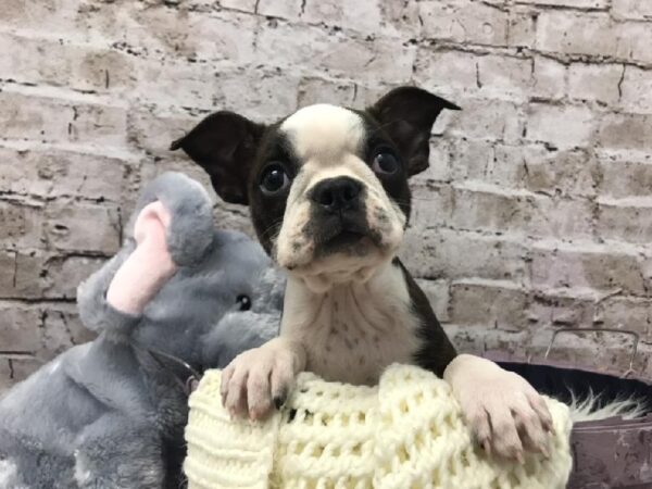 Boston Terrier DOG Female Black / White 5988 Petland Robinson, PA