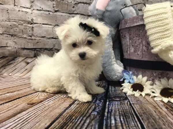 Maltese DOG Female White 5990 Petland Robinson, PA