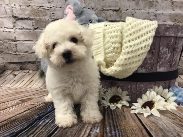 Bichon DOG Male White 5986 Petland Robinson, PA