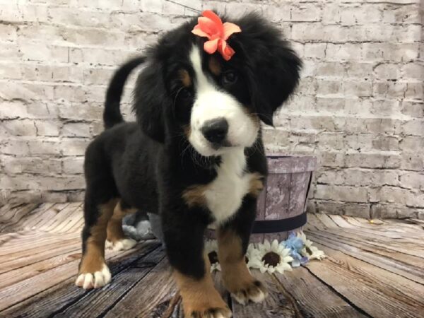 Bernese Mountain Dog DOG Female Black Rust / White 5989 Petland Robinson, PA