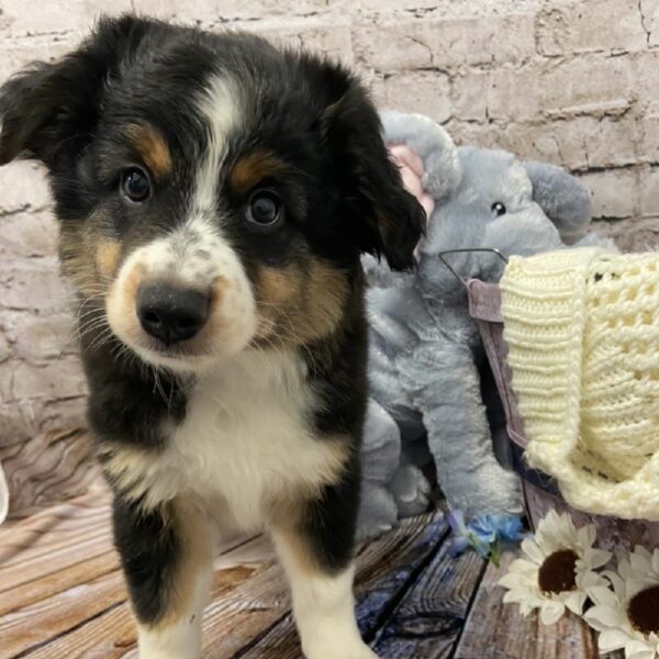 Miniature Australian Shepherd DOG Male Black / Tan 5991 Petland Robinson, PA