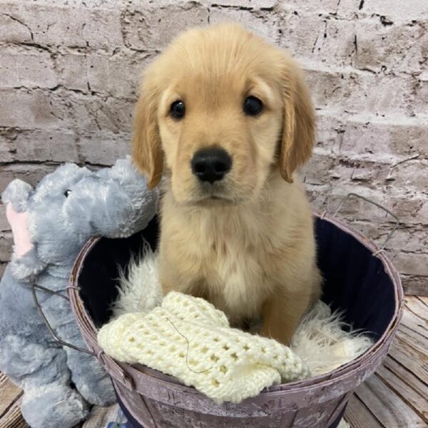 Golden Retriever-DOG-Male-Golden-5985-Petland Robinson, Pittsburgh, PA