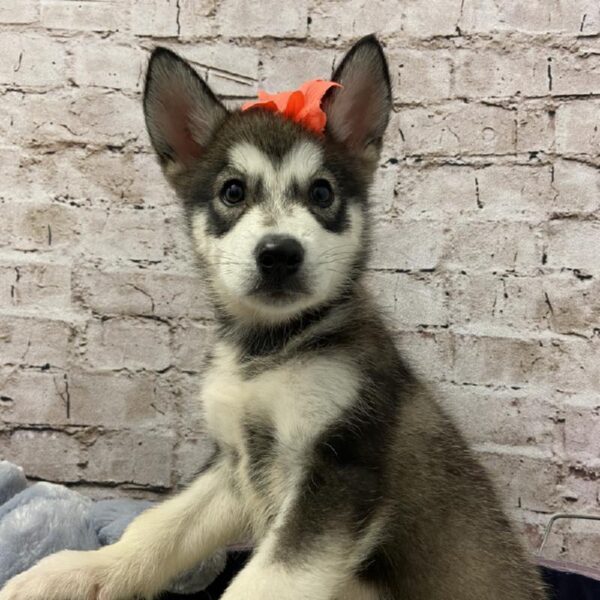 Alaskan Malamute-DOG-Female-Black / White-5987-Petland Robinson, Pittsburgh, PA