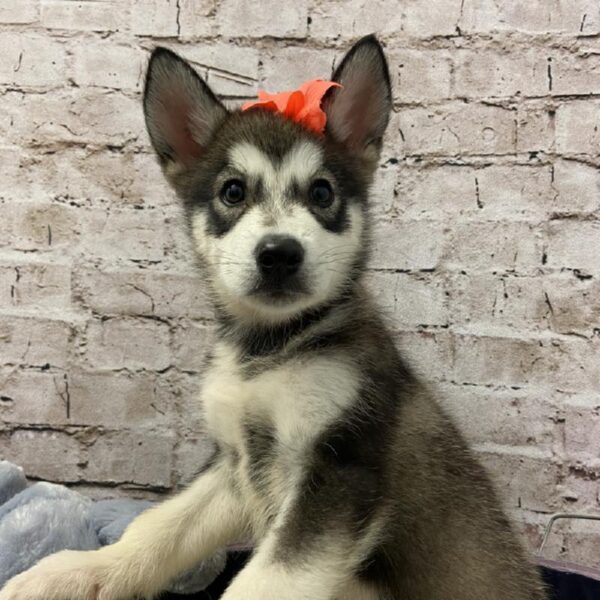 Alaskan Malamute DOG Female Black / White 5987 Petland Robinson, PA