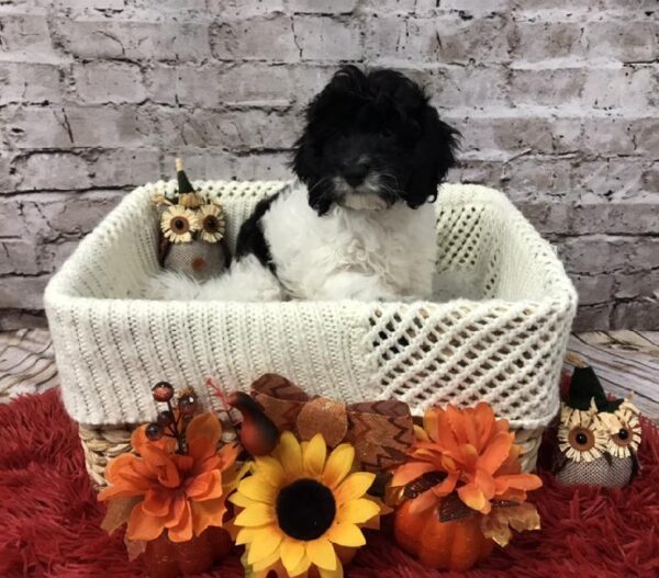 Cockapoo DOG Male Black and White 5995 Petland Robinson, PA