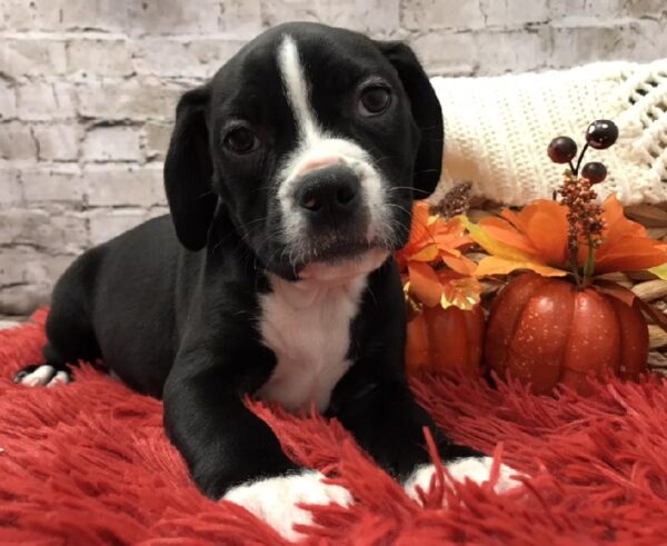 Boggle DOG Male Black and White 5994 Petland Robinson, PA