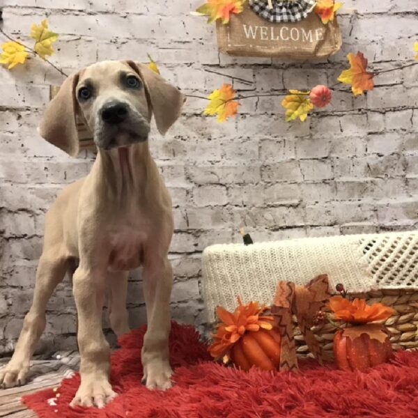 Great Dane DOG Male Blue 5997 Petland Robinson, PA