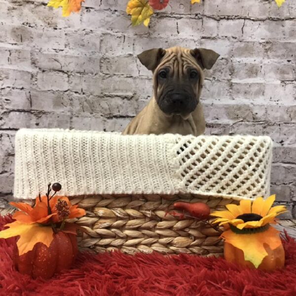 Ori Pei-DOG-Female-Fawn-5996-Petland Robinson, Pittsburgh, PA