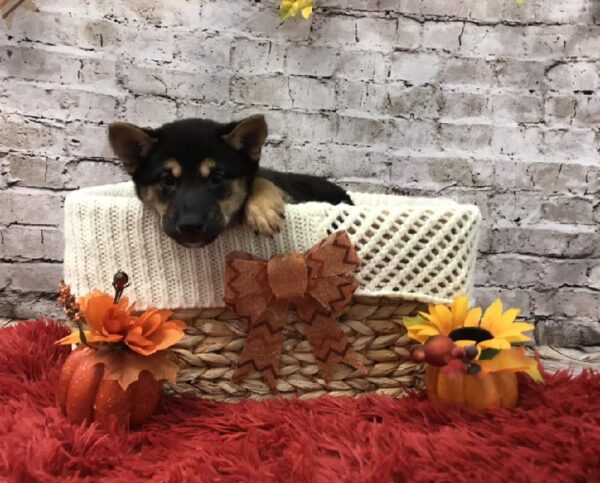 Shiba Inu DOG Male Black and Tan 5998 Petland Robinson, PA