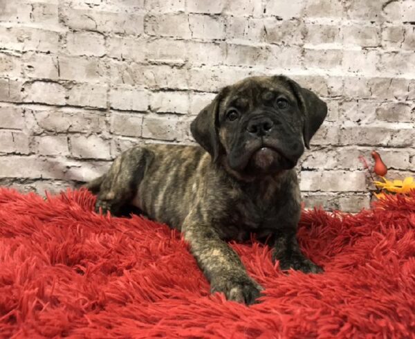 Bullmastiff DOG Female Fawn Brindle 5993 Petland Robinson, PA