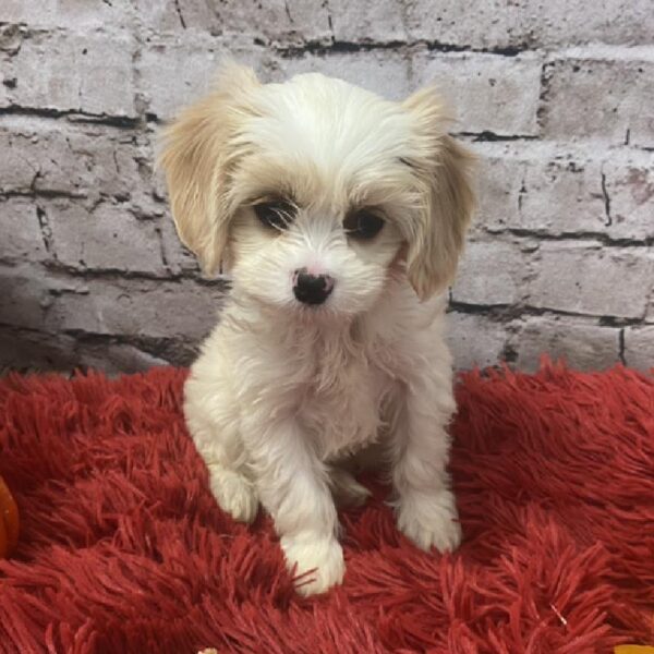 Cavachon-DOG-Female-Blenheim-6018-Petland Robinson, Pittsburgh, PA