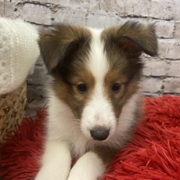 Sheltie-DOG-Male-Sable / White-6016-Petland Robinson, Pittsburgh, PA