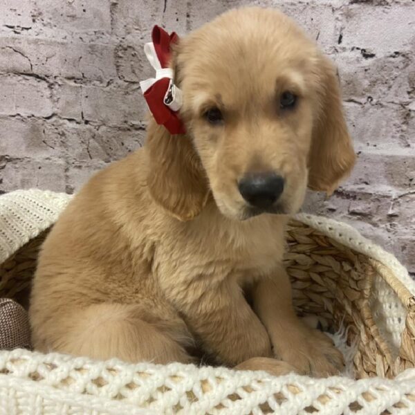 Golden Retriever DOG Female Golden 6024 Petland Robinson, PA