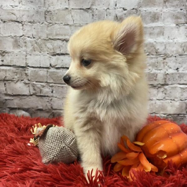 Pomsky 2nd gen.-DOG-Female-Orange-6020-Petland Robinson, PA