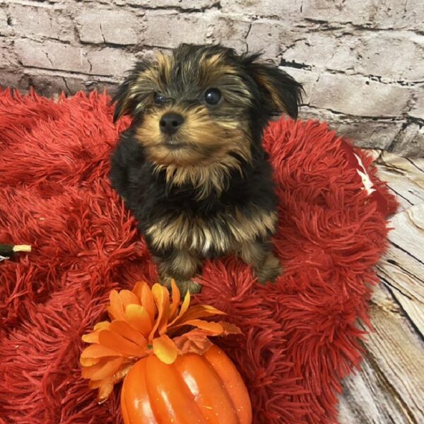 Yorkie-DOG-Male-Black / Tan-6021-Petland Robinson, Pittsburgh, PA