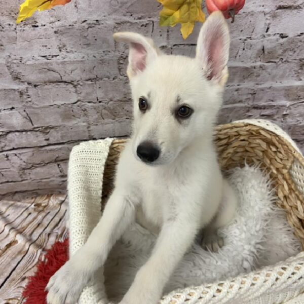 German Shepherd DOG Female White 6026 Petland Robinson, PA