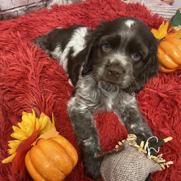 Cocker Spaniel-DOG-Male-Chocolate-6022-Petland Robinson, Pittsburgh, PA