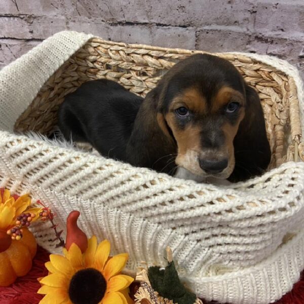 Basset Hound-DOG-Female-Black-6025-Petland Robinson, Pittsburgh, PA