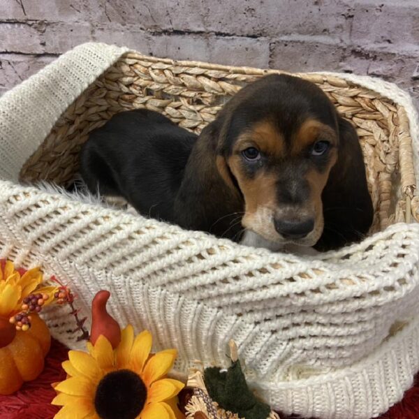 Basset Hound-DOG-Female-Black-6025-Petland Robinson, PA