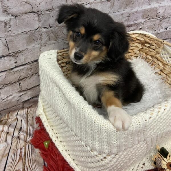 Miniature Australian Shepherd DOG Female Black 6019 Petland Robinson, PA