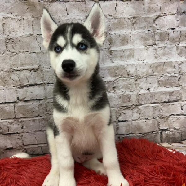 Siberian Husky DOG Male Black / White 6017 Petland Robinson, PA