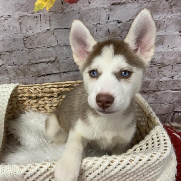 Siberian Husky DOG Female Red / White 6023 Petland Robinson, PA