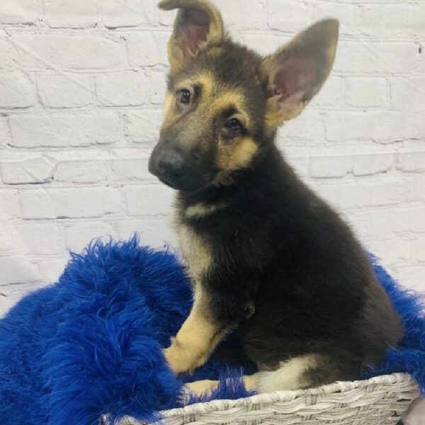 German Shepherd DOG Male Black and Tan 6036 Petland Robinson, PA