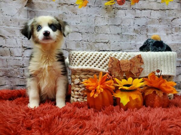 Miniature Australian Shepherd DOG Female Blue Merle White and Tan 6031 Petland Robinson, PA