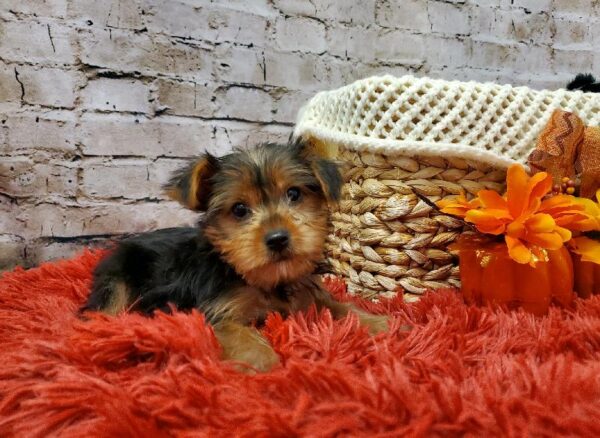 Yorkie-DOG-Female-Black and Tan-6034-Petland Robinson, Pittsburgh, PA