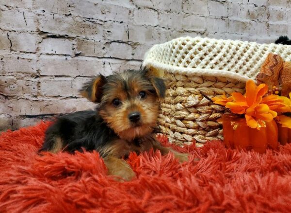 Yorkie DOG Female Black and Tan 6034 Petland Robinson, PA