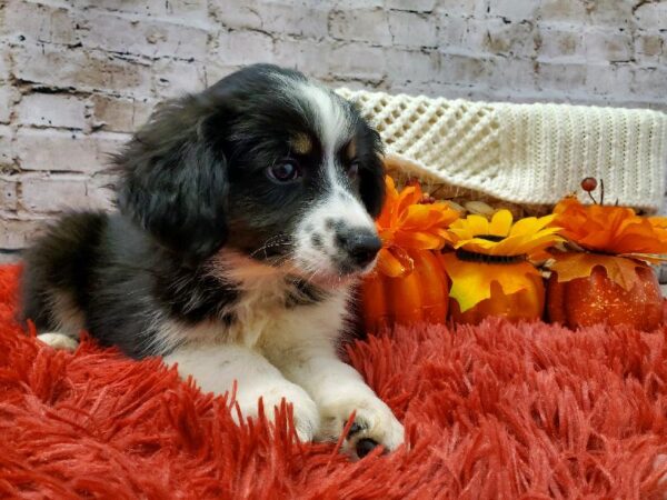 Miniature Australian Shepherd DOG Female Black White and Brown 6032 Petland Robinson, PA